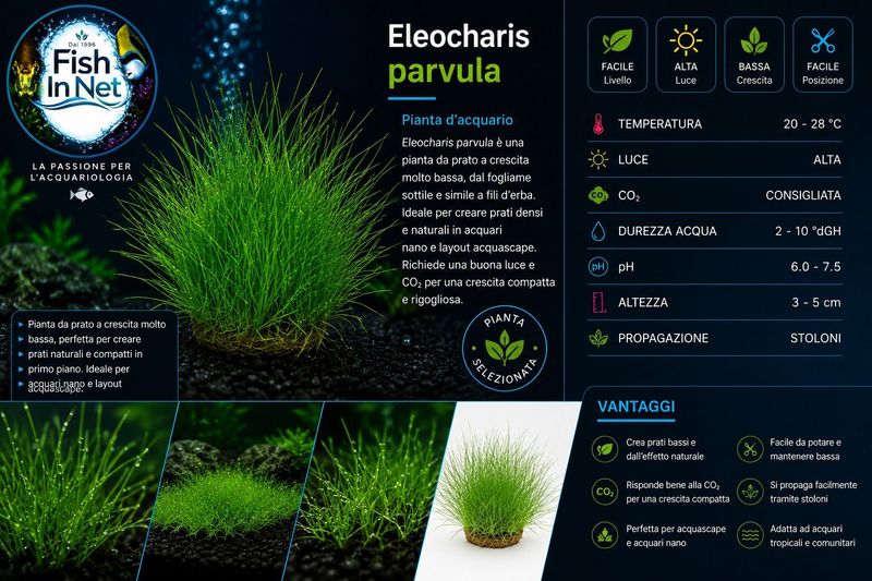 Eleocharis parvula