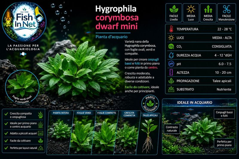 Hygrophila dwarf