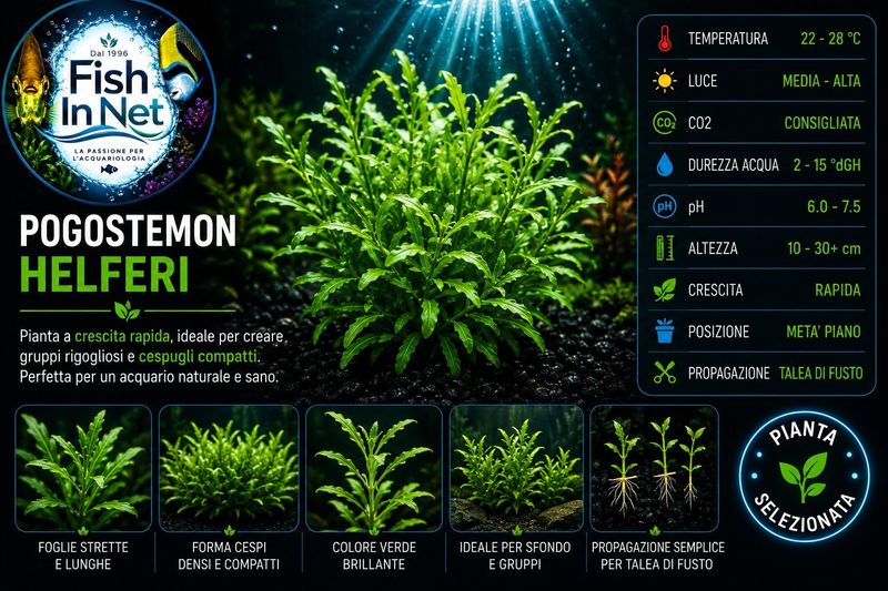 Pogostemon helferi