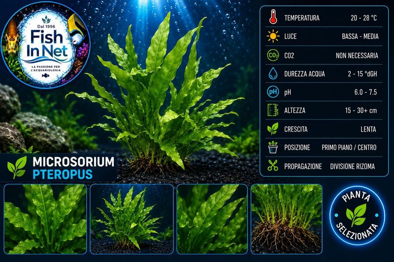 Microsorium pteropus (javavaren)