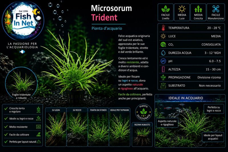 Microsorium trident