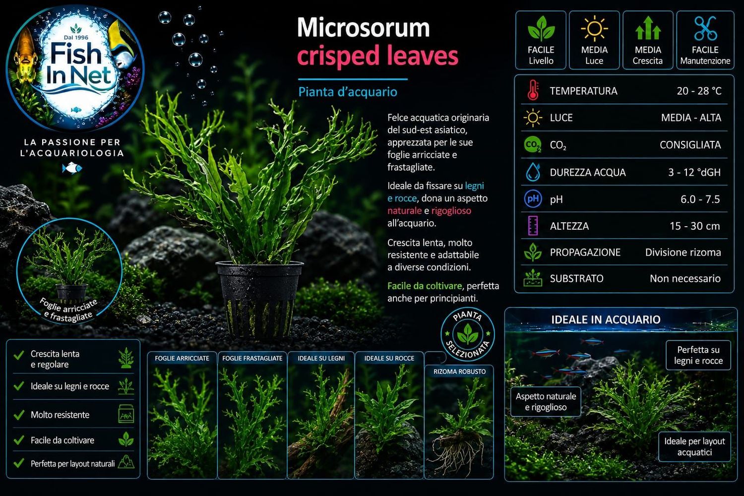 Microsorium crisped leaves Microsorium crisped leaves