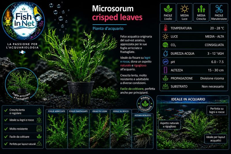 Microsorium crisped leaves