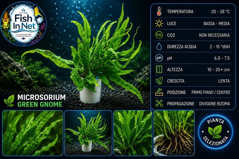 Microsorium Green Gnome NEW