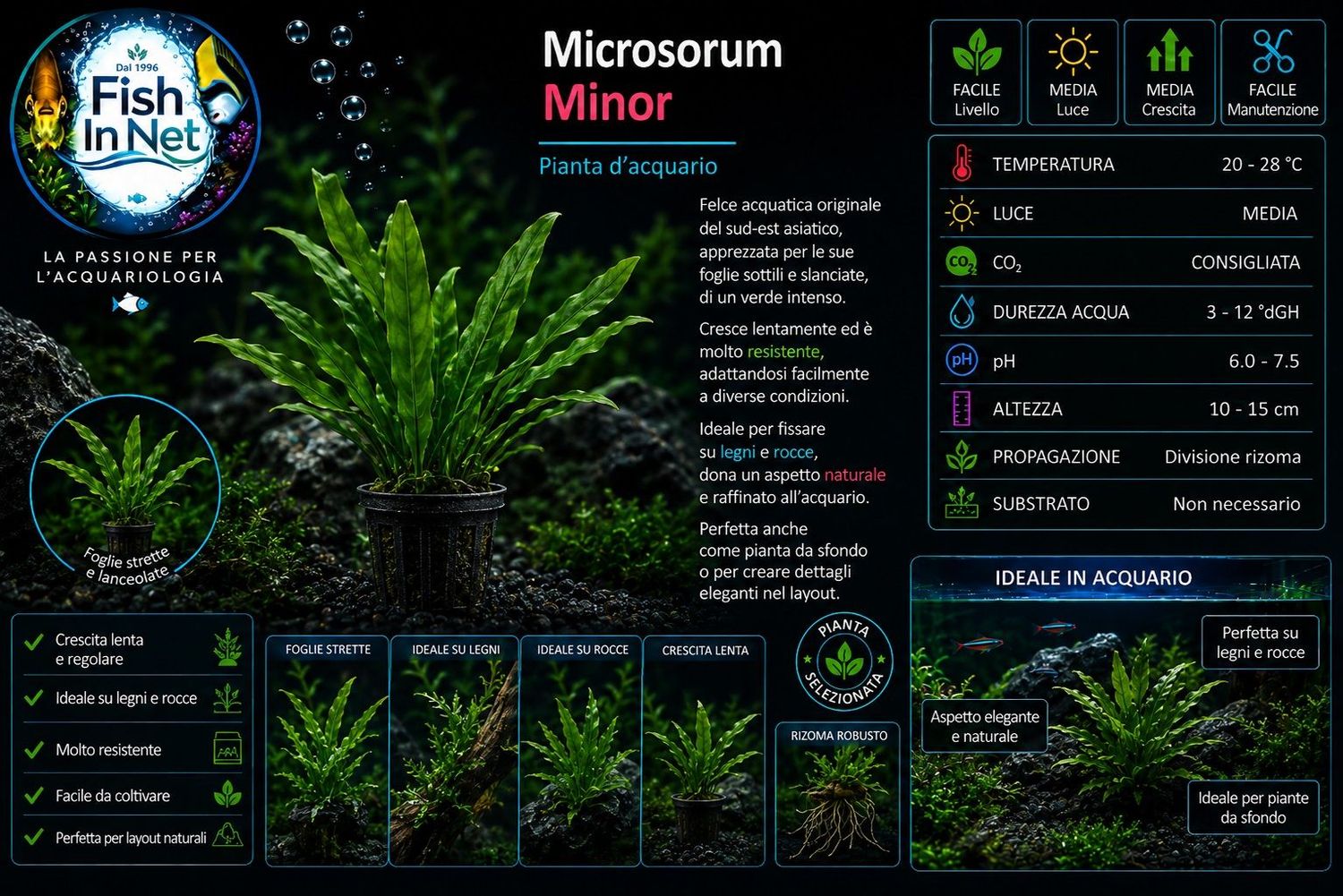 Microsorium minor (thin leaves) Microsorium minor (thin leaves)