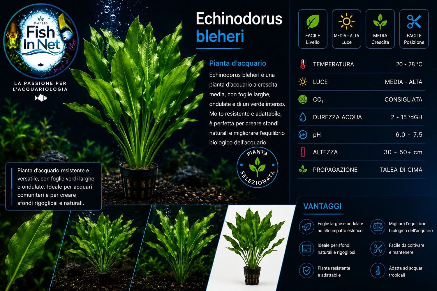 Echinodorus bleheri XL Echinodorus bleheri XL