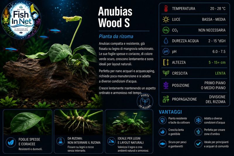 Anubias Wood S Anubias Wood S