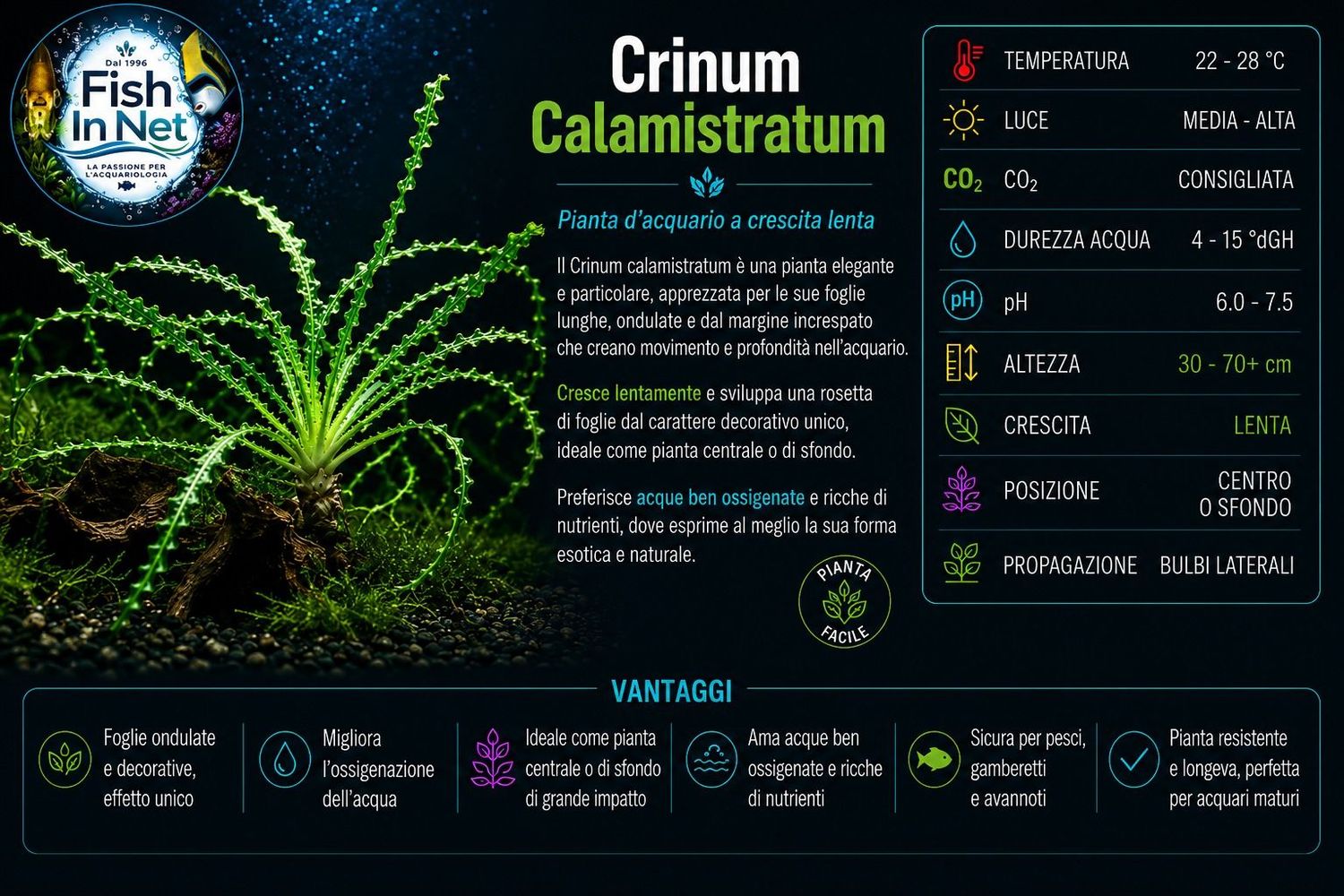 Crinum Calamistratum Crinum Calamistratum
