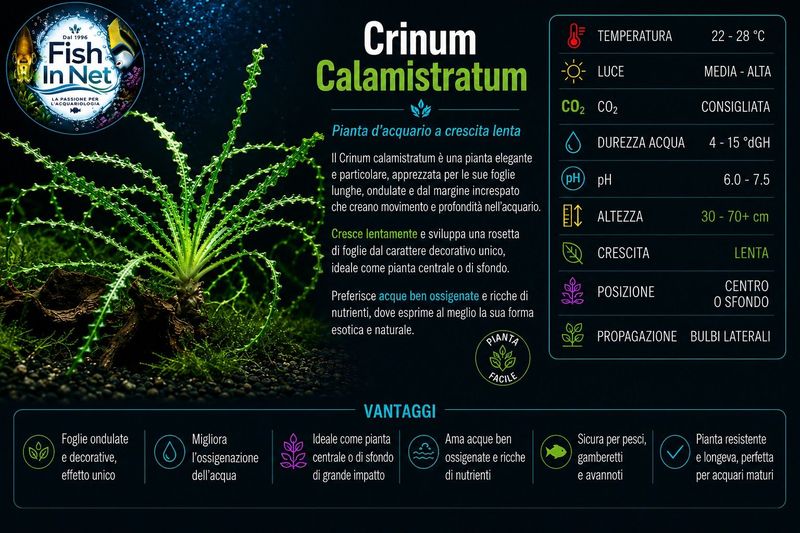 Crinum Calamistratum