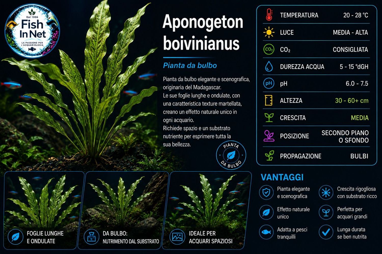 Aponogeton boivinianus with leaves Aponogeton boivinianus with leaves