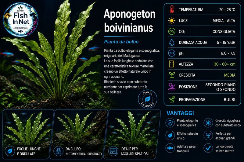 Aponogeton boivinianus with leaves