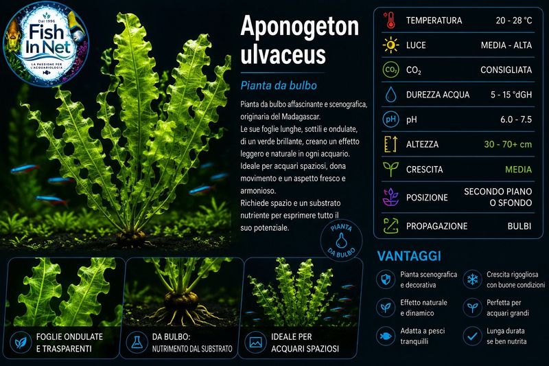 Aponogeton ulvaceus with leaves