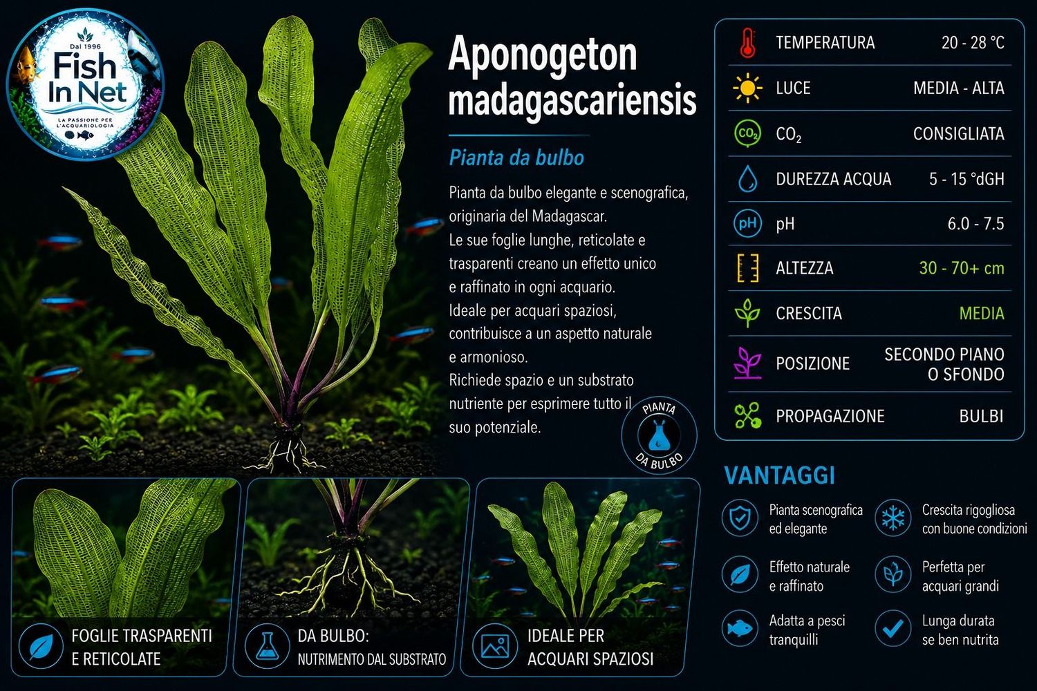 Aponogeton madagascariensis with leaves Aponogeton madagascariensis with leaves