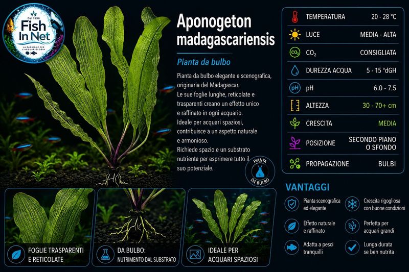 Aponogeton madagascariensis with leaves