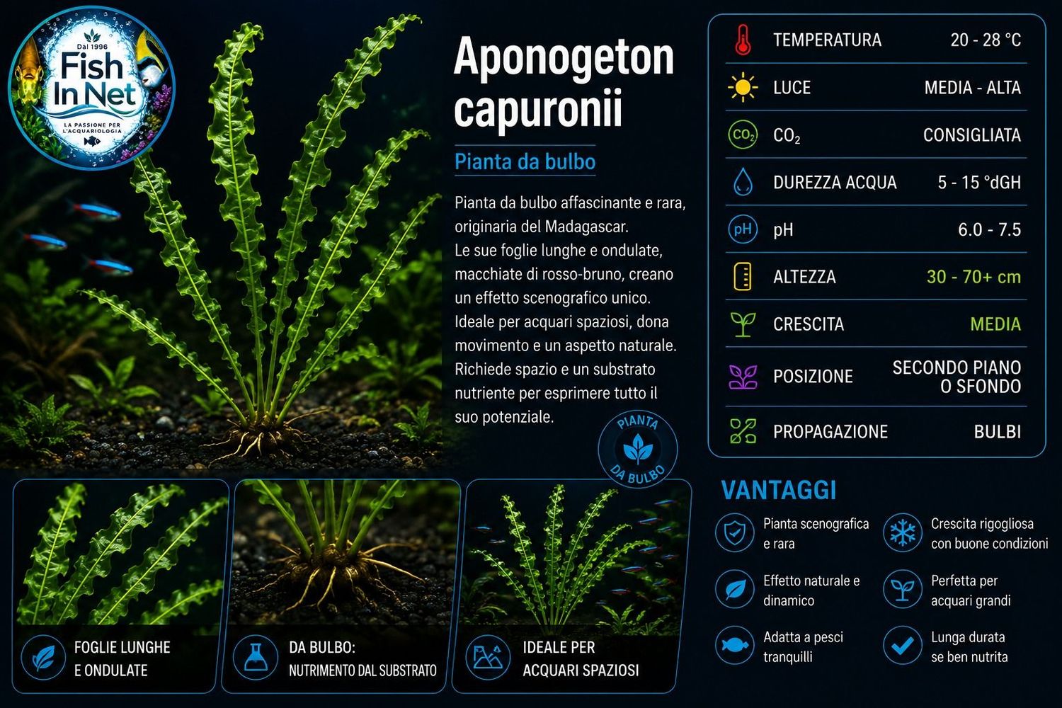 Aponogeton capuronii with leaves Aponogeton capuronii with leaves