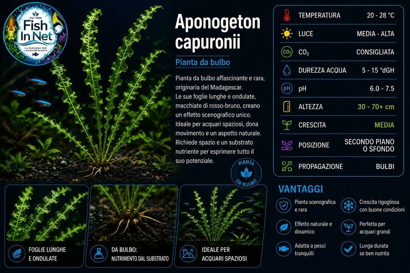 Aponogeton capuronii with leaves Aponogeton capuronii with leaves
