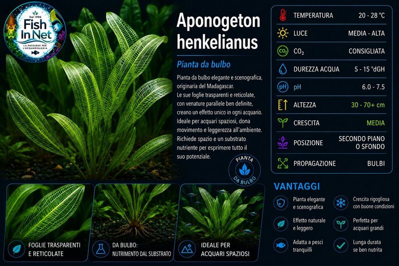 Aponogeton Henkelianus with leaves