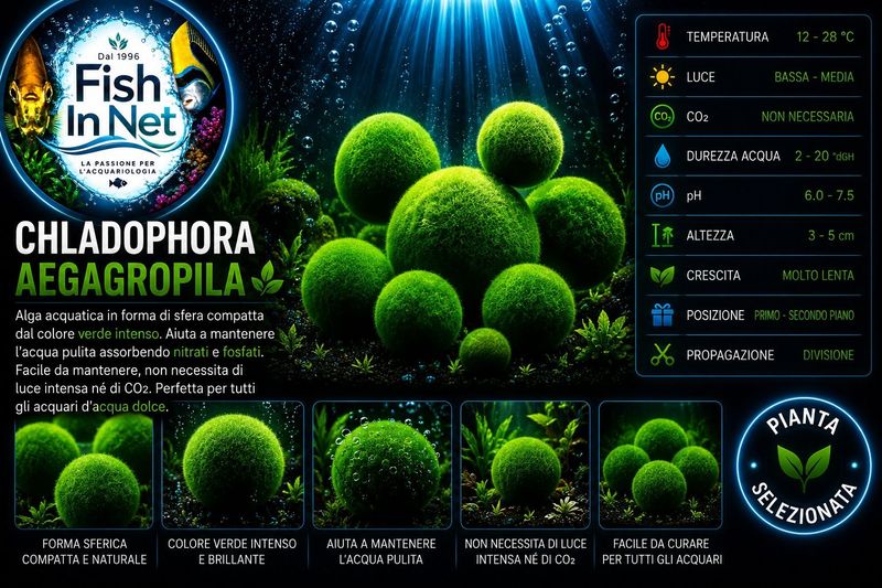Chladoflora aegagropila - Alga Marimo