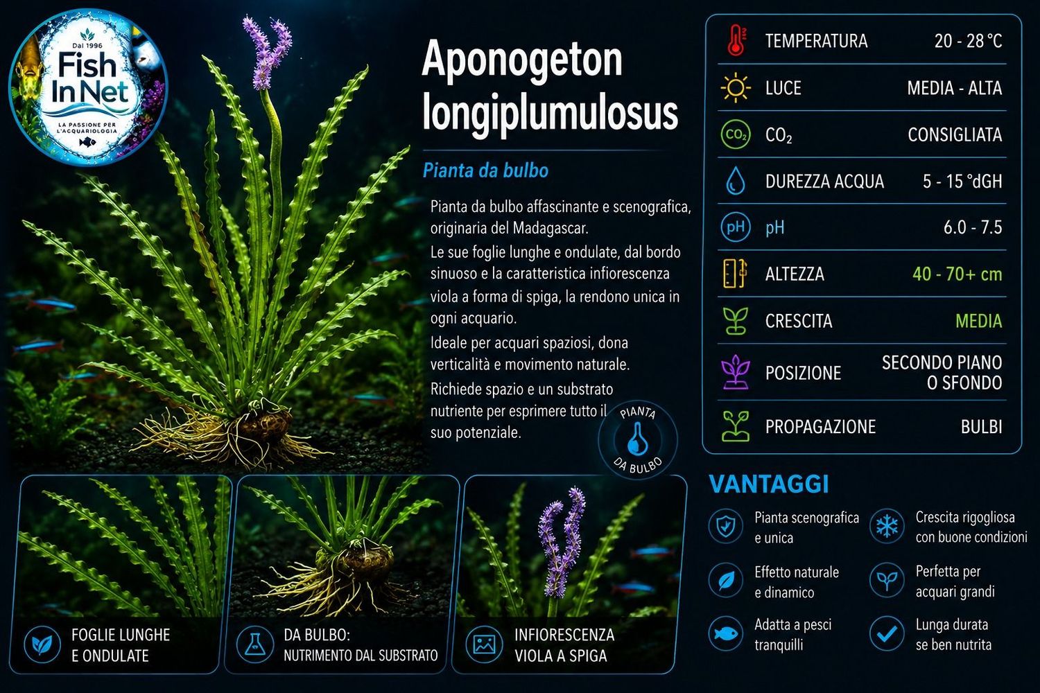 Aponogeton longiplumulosus with leaves