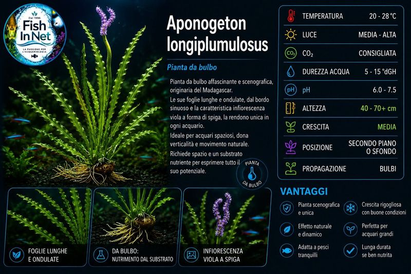 Aponogeton longiplumulosus with leaves Aponogeton longiplumulosus with leaves