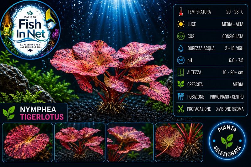 Nymphea tigerlotus