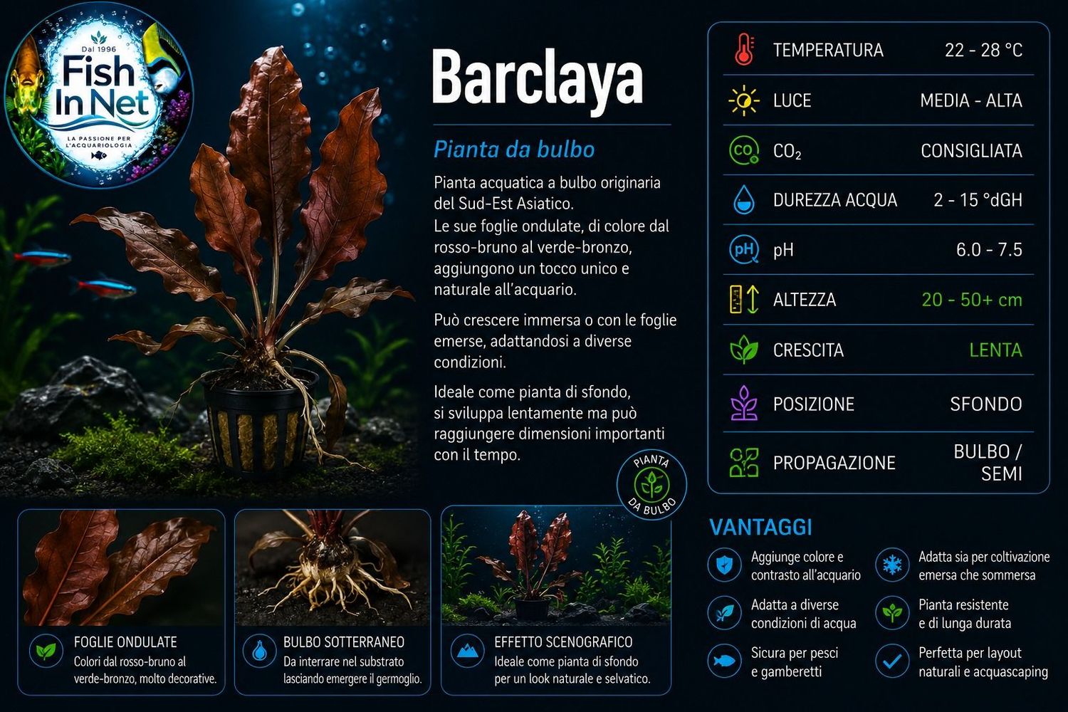Barclaya Barclaya