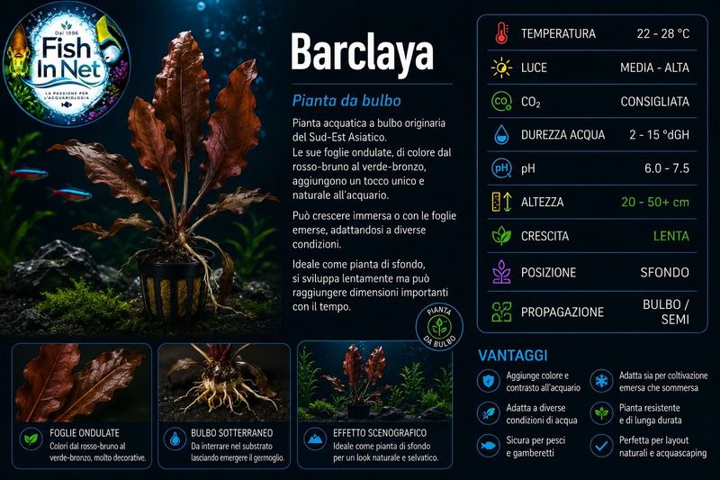 Barclaya