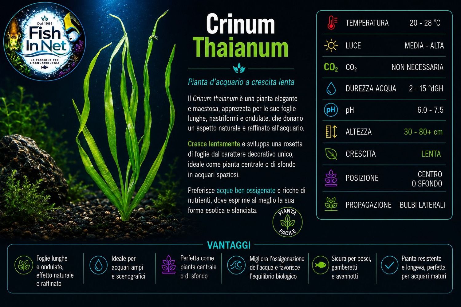 Crinum Thaianum Crinum Thaianum