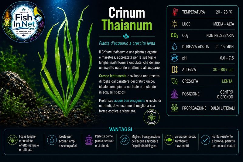 Crinum Thaianum Crinum Thaianum