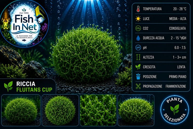 Riccia fluitans cup 110 ml