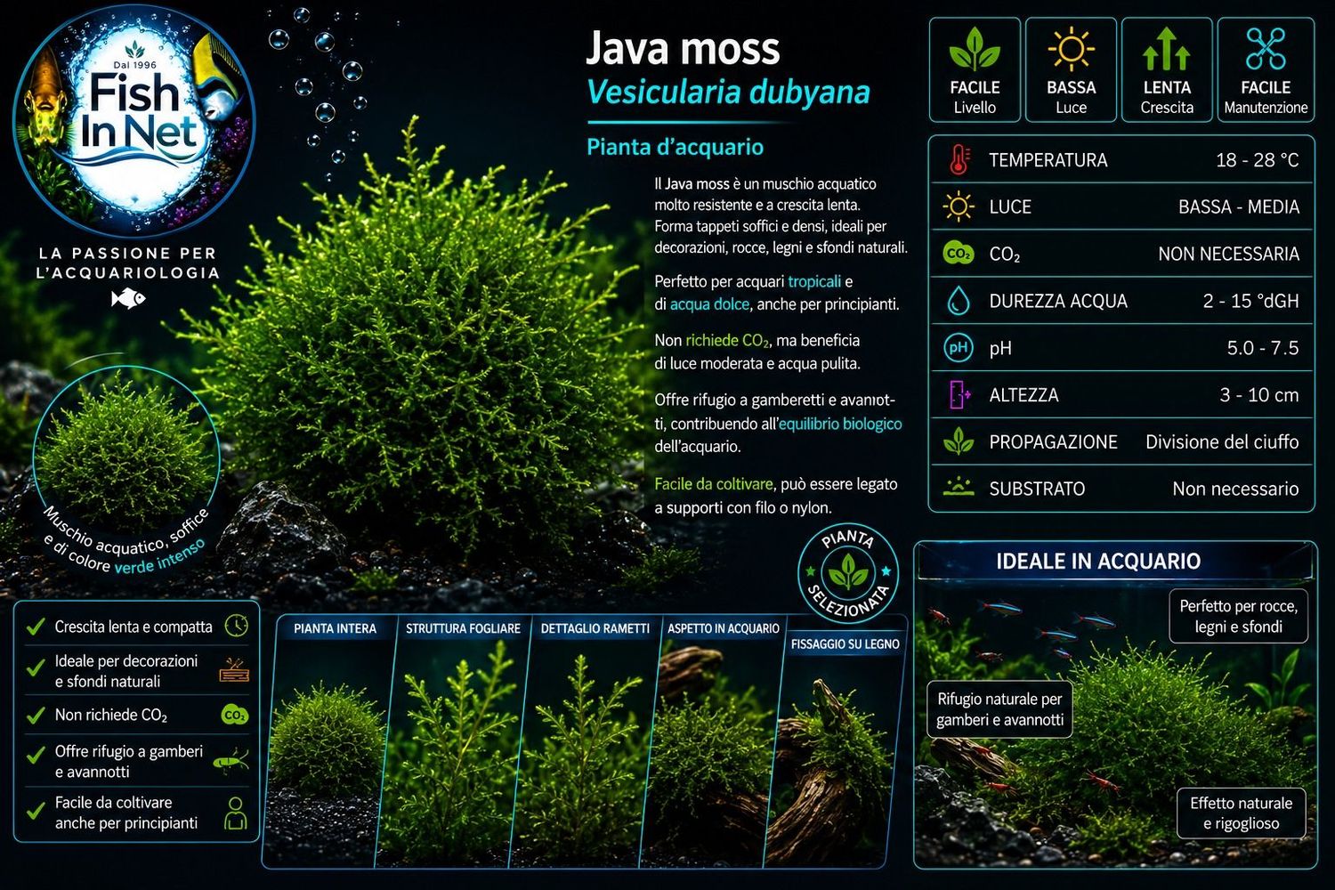 Java moss Vescicularia dubyana cup 110ml Java moss Vescicularia dubyana cup 110ml