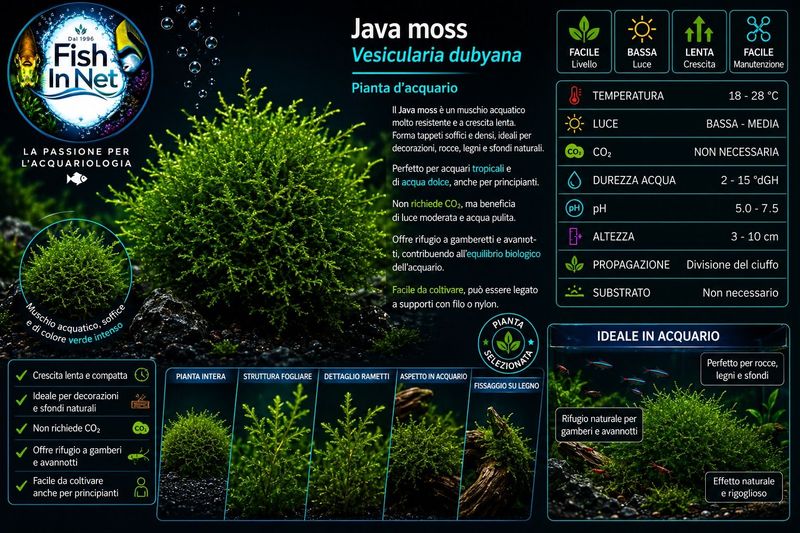 Java moss Vescicularia dubyana cup 110ml