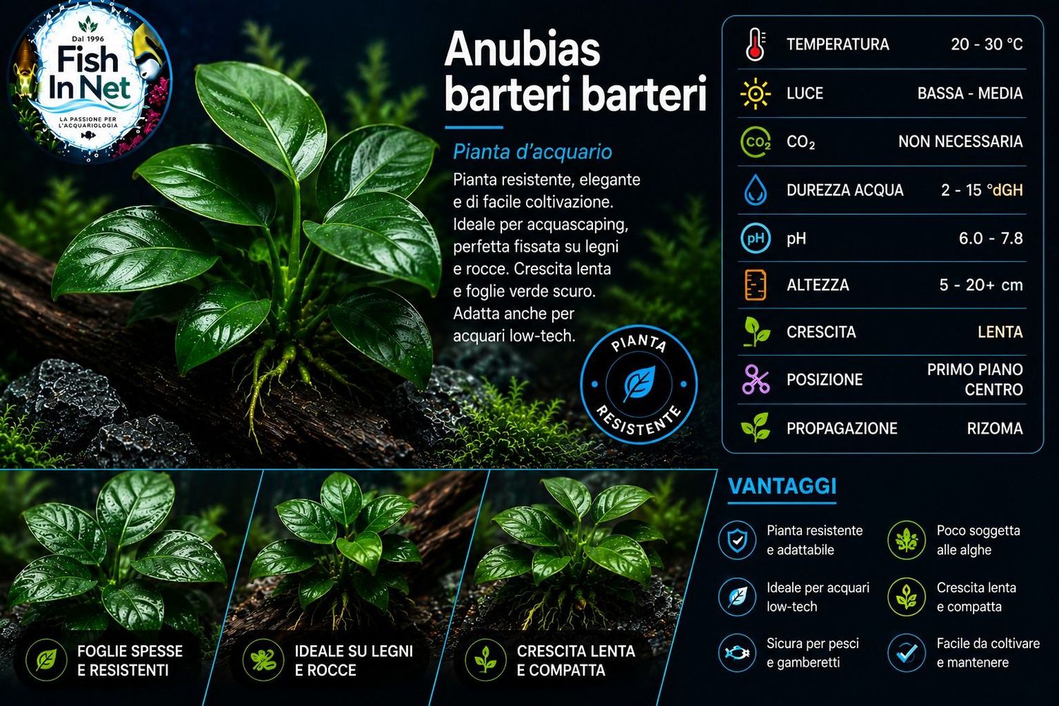 Anubias barteri Anubias barteri