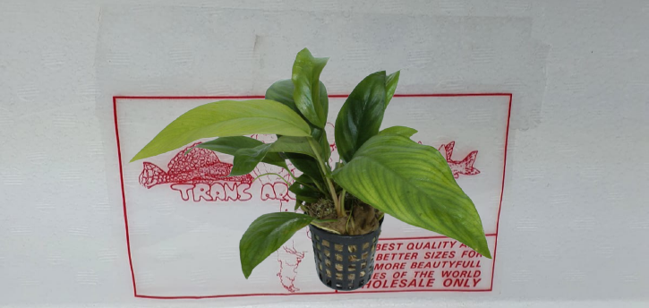 Anubias congensis