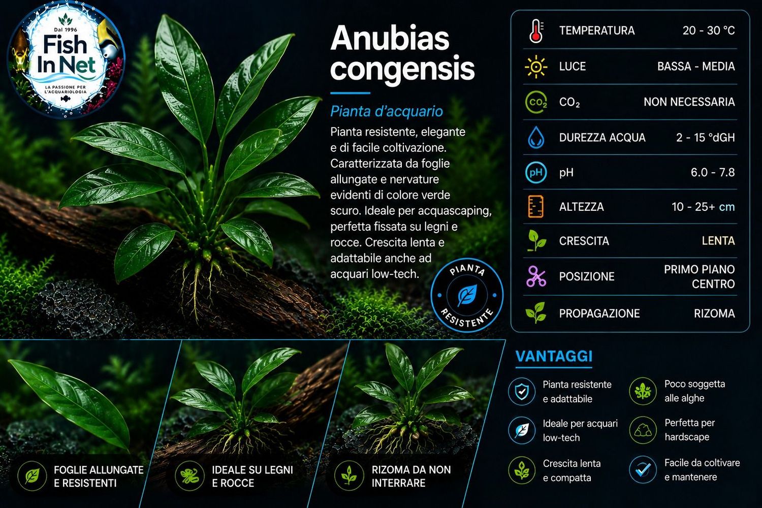 Anubias congensis Anubias congensis