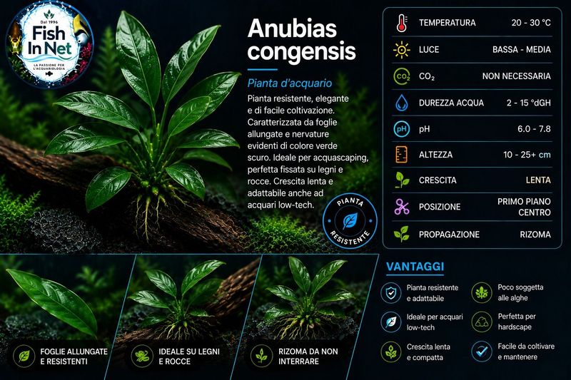 Anubias congensis