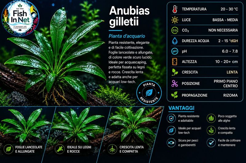 Anubias gilletii