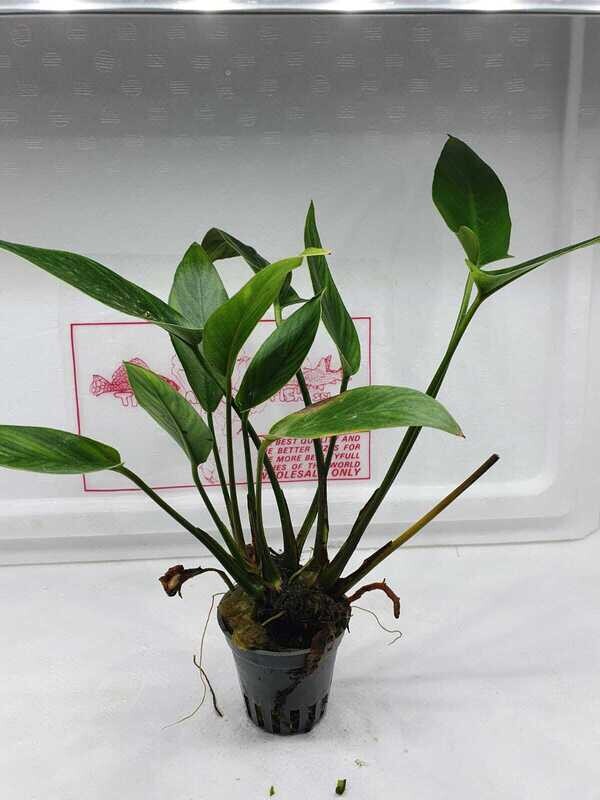 Anubias hastifolia