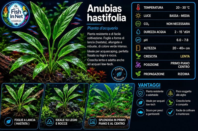 Anubias hastifolia