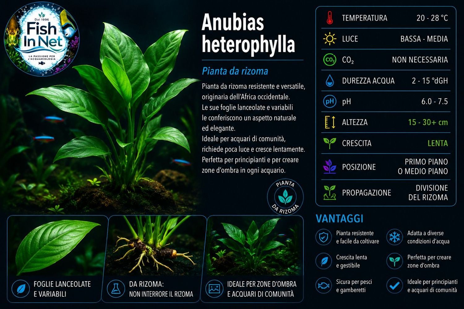 Anubias heterophylla Anubias heterophylla