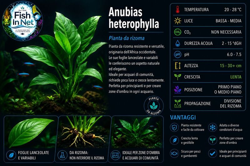 Anubias heterophylla