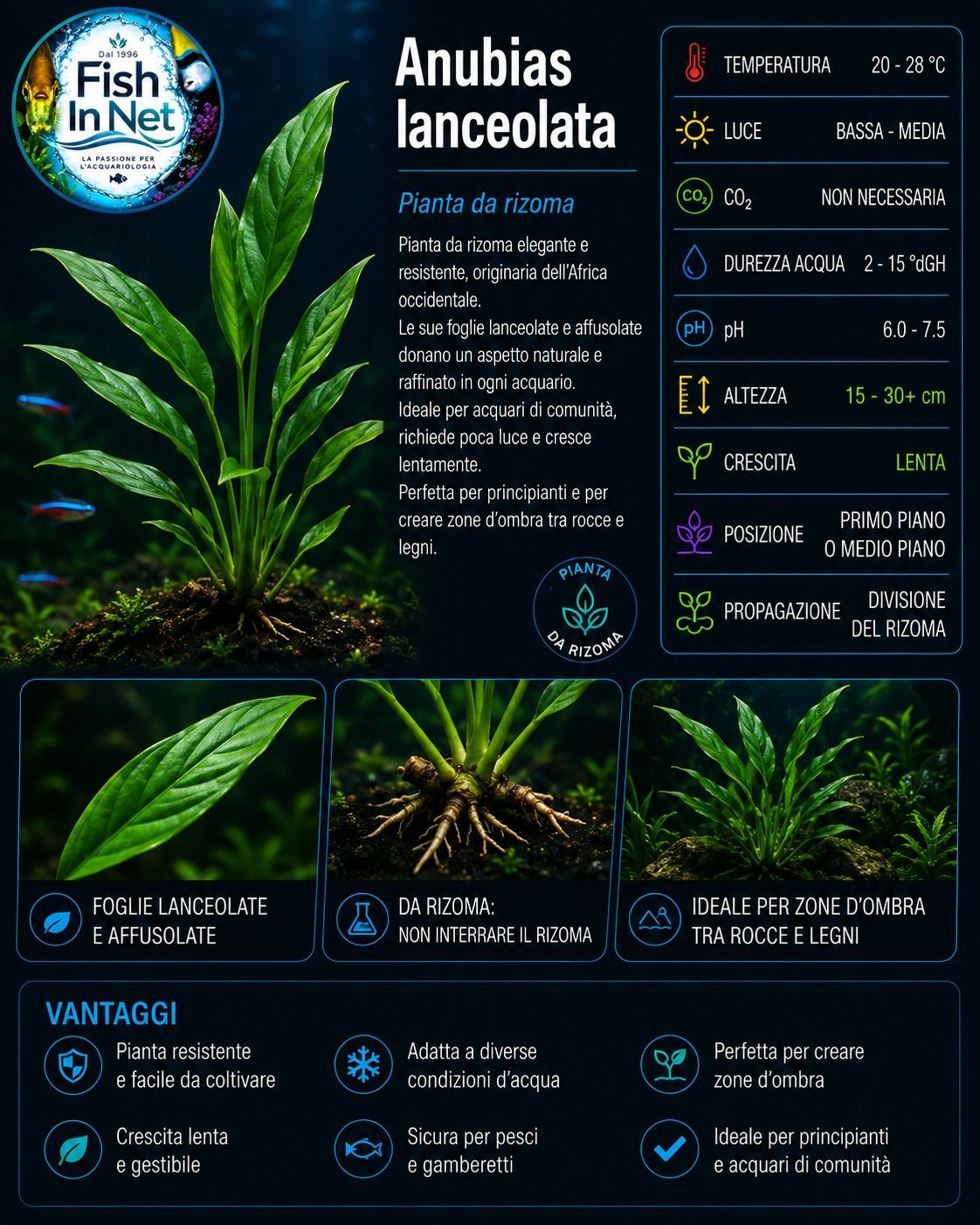 Anubias lanceolata Anubias lanceolata