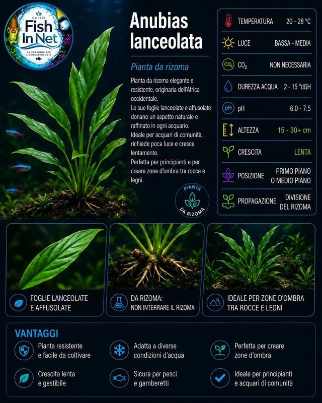 Anubias lanceolata