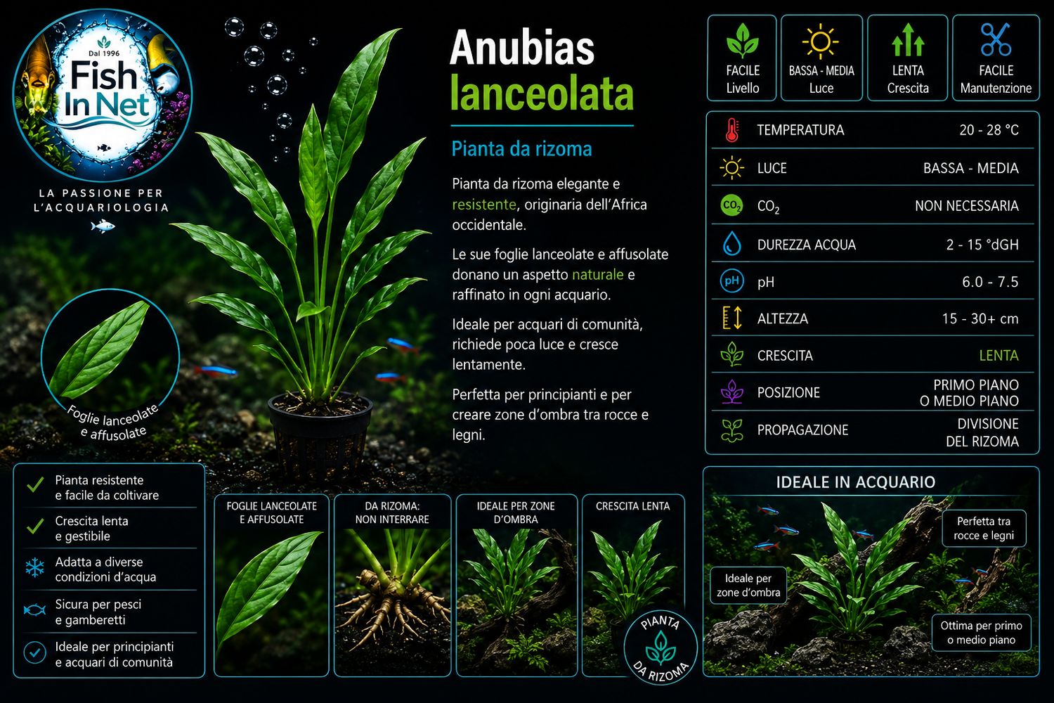 Anubias lanceolata