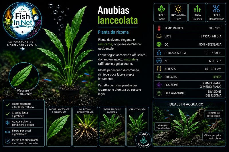 Anubias lanceolata