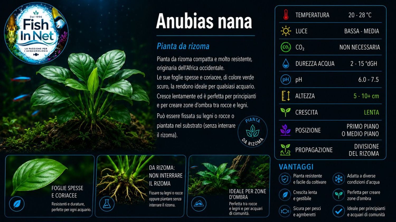 Anubias nana Anubias nana