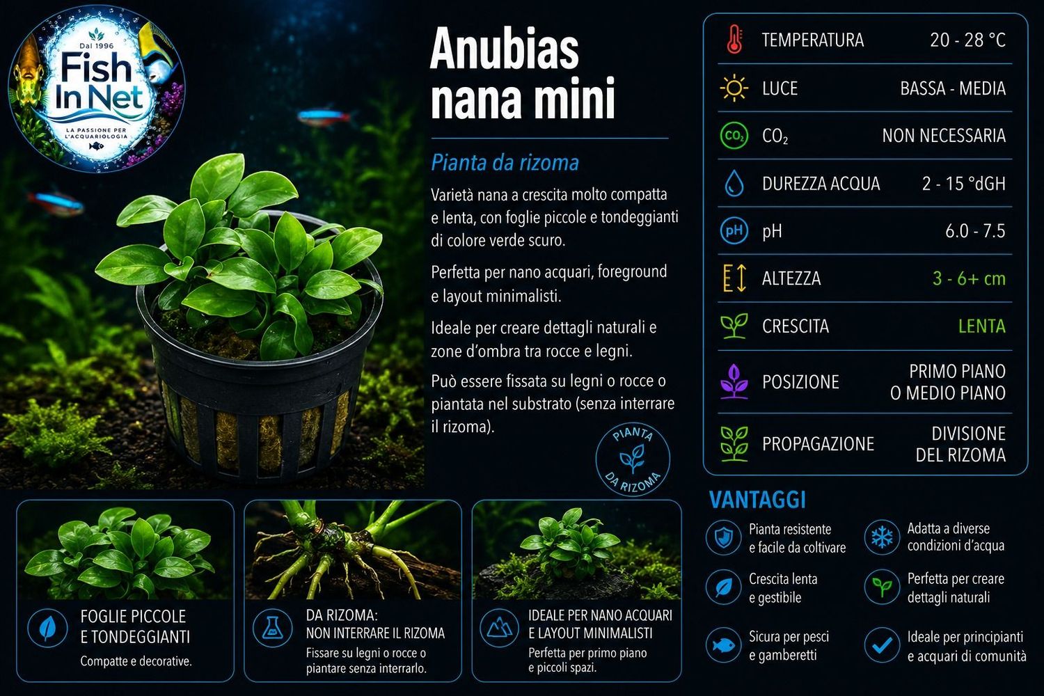 Anubias nana mini Anubias nana mini