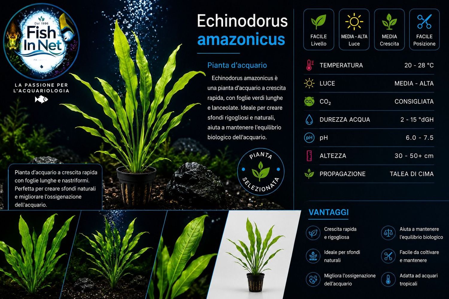 Echinodorus amazonicus Echinodorus amazonicus