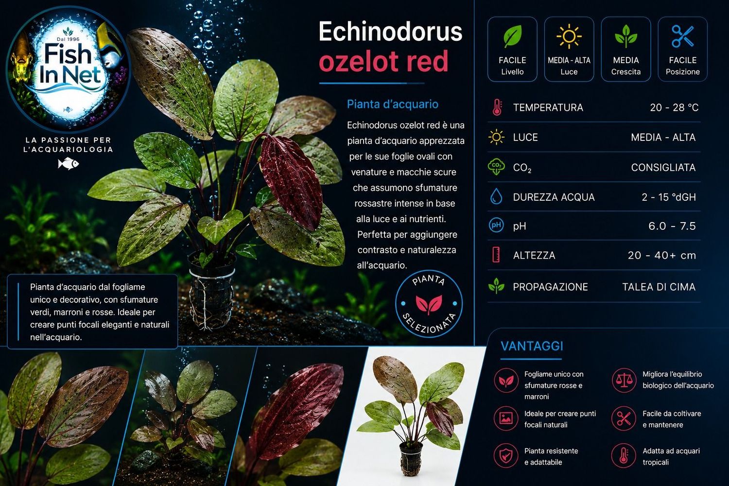 Echinodorus ozelot red Echinodorus ozelot red