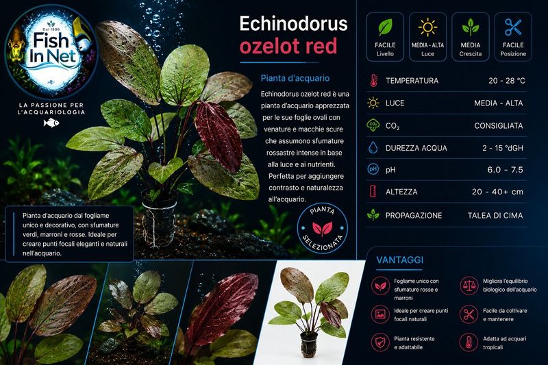 Echinodorus ozelot red